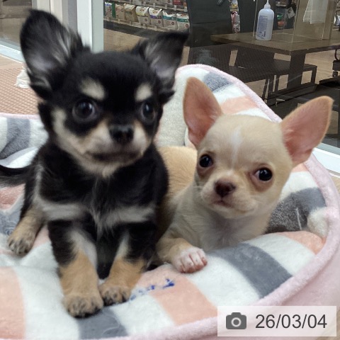 石川県のチワワ(ロング) (ペットプラス 白山店/2025年12月19日生まれ/女の子/クリームホワイト)の子犬の4枚目の画像