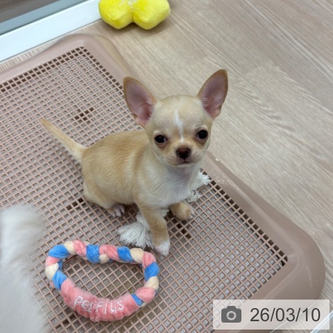 石川県のチワワ(ロング) (ペットプラス 白山店/2025年12月19日生まれ/女の子/クリームホワイト)の子犬の4枚目の画像