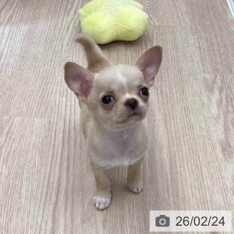 石川県のチワワ(ロング) (ペットプラス 白山店/2025年12月19日生まれ/女の子/クリームホワイト)の子犬の3枚目の画像