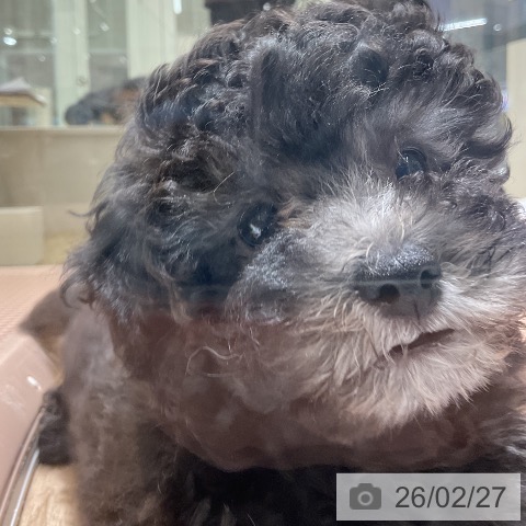 愛知県のトイプードル(トイ) (ペットプラス イオンモール豊川店/2025年12月18日生まれ/女の子/シルバー)の子犬の3枚目の画像
