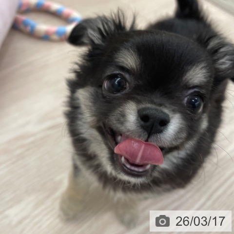 愛知県のチワワ(ロング) (ペットプラス 豊田店/2025年12月21日生まれ/男の子/ブラッククリーム)の子犬の4枚目の画像