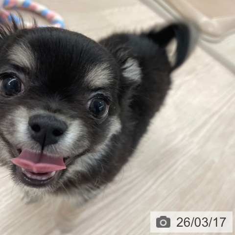 愛知県のチワワ(ロング) (ペットプラス 豊田店/2025年12月21日生まれ/男の子/ブラッククリーム)の子犬の3枚目の画像