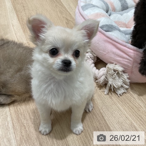 チワワの写真