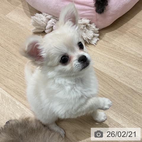 三重県のチワワ(ロング) (ペットプラス 鈴鹿店/2025年12月21日生まれ/女の子/クリーム)の子犬の4枚目の画像
