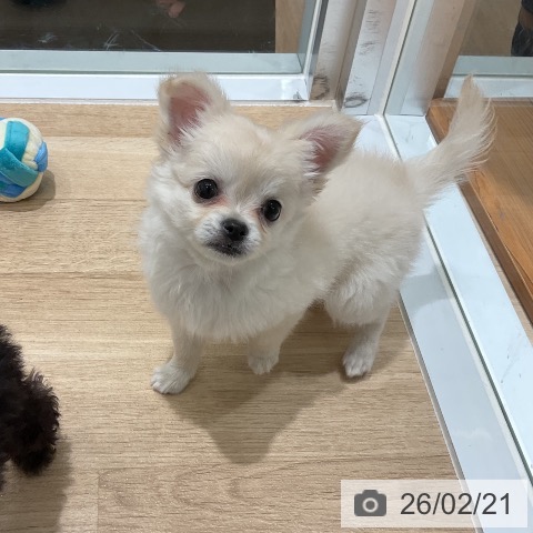三重県のチワワ(ロング) (ペットプラス 鈴鹿店/2025年12月21日生まれ/女の子/クリーム)の子犬の3枚目の画像