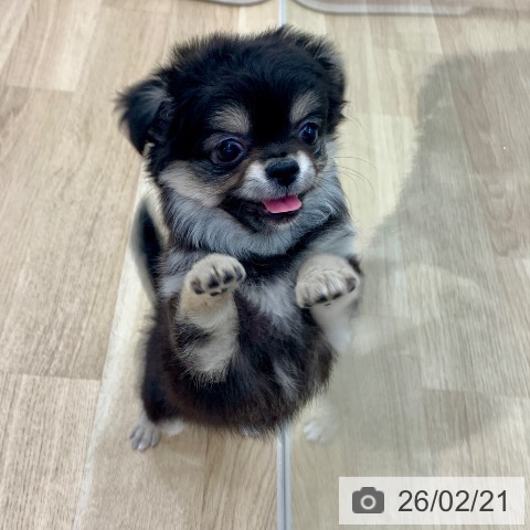 岐阜県のチワワ(ロング) (ペットプラス 光ケ丘店/2025年12月21日生まれ/女の子/ブラッククリーム)の子犬の4枚目の画像