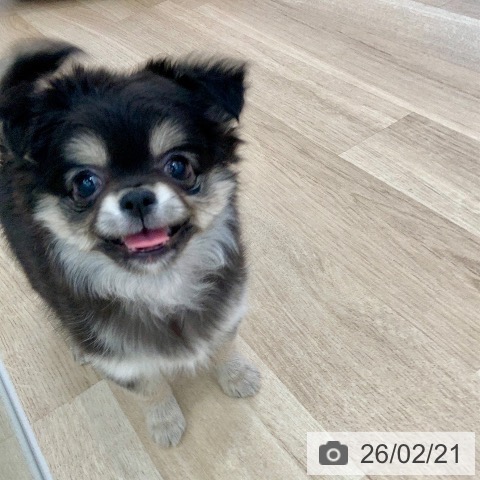 岐阜県のチワワ(ロング) (ペットプラス 光ケ丘店/2025年12月21日生まれ/女の子/ブラッククリーム)の子犬の3枚目の画像