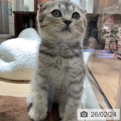 愛知県のスコティッシュフォールド (ペットプラス イオンモール豊川店/2025年12月20日生まれ/男の子/シルバータビー)の子猫の4枚目の画像