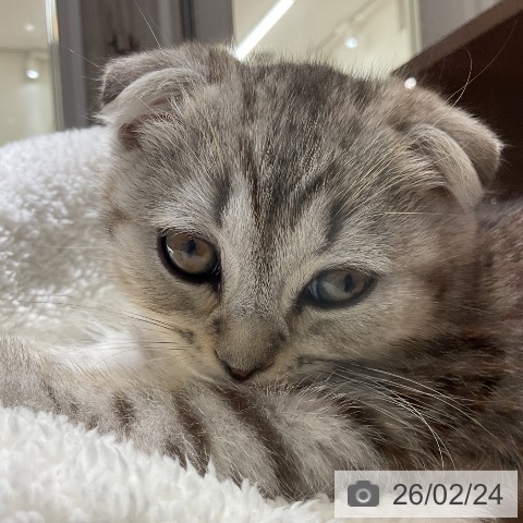 愛知県のスコティッシュフォールド (ペットプラス イオンモール豊川店/2025年12月20日生まれ/男の子/シルバータビー)の子猫の3枚目の画像
