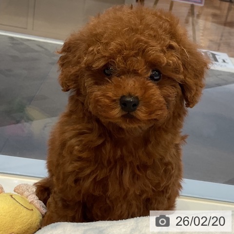 トイ・プードルの写真