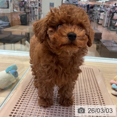 愛知県のトイプードル(トイ) (ペットプラス 岡崎店/2025年12月21日生まれ/女の子/レッド)の子犬の3枚目の画像