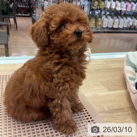 愛知県のトイプードル(トイ) (ペットプラス 岡崎店/2025年12月21日生まれ/女の子/レッド)の子犬の3枚目の画像