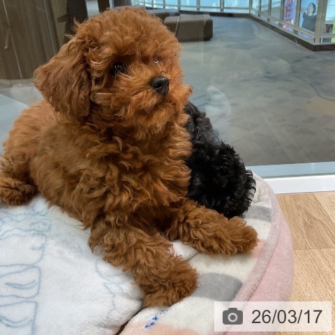 愛知県のトイプードル(トイ) (ペットプラス イオンモール豊川店/2025年12月21日生まれ/女の子/レッド)の子犬の3枚目の画像