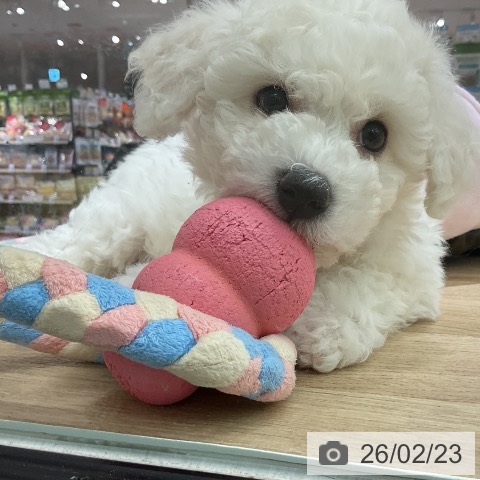 愛知県のビションフリーゼ (ペットプラス イオンモール豊川店/2025年12月20日生まれ/男の子/ホワイト)の子犬の4枚目の画像