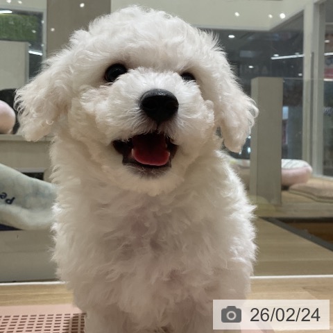 愛知県のビションフリーゼ (ペットプラス イオンモール豊川店/2025年12月20日生まれ/男の子/ホワイト)の子犬の3枚目の画像