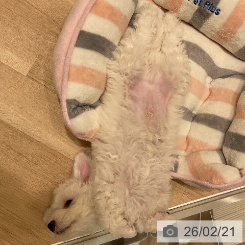 三重県のビションフリーゼ (ペットプラス 鈴鹿店/2025年12月20日生まれ/男の子/ホワイト)の子犬の4枚目の画像