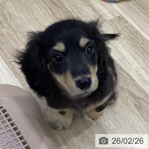 岐阜県のミニチュアダックスフンド(ロング) (ペットプラス 各務原店/2025年12月18日生まれ/男の子/ブラックイエロー)の子犬の4枚目の画像