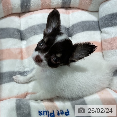 三重県のチワワ(ロング) (ペットプラス 鈴鹿店/2025年12月21日生まれ/男の子/ホワイトチョコレートタン)の子犬の4枚目の画像