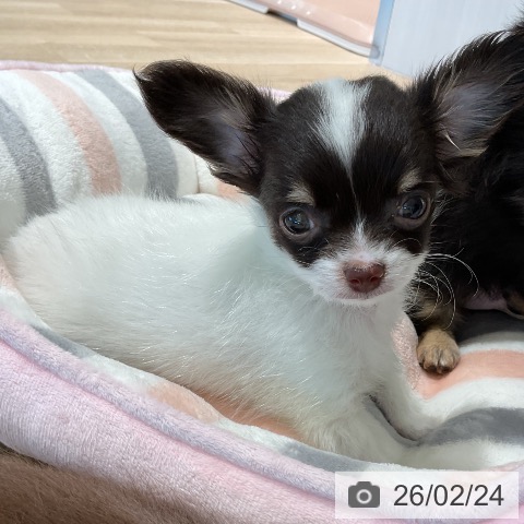 三重県のチワワ(ロング) (ペットプラス 鈴鹿店/2025年12月21日生まれ/男の子/ホワイトチョコレートタン)の子犬の3枚目の画像