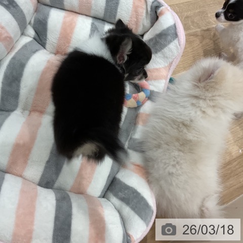 チワワの写真