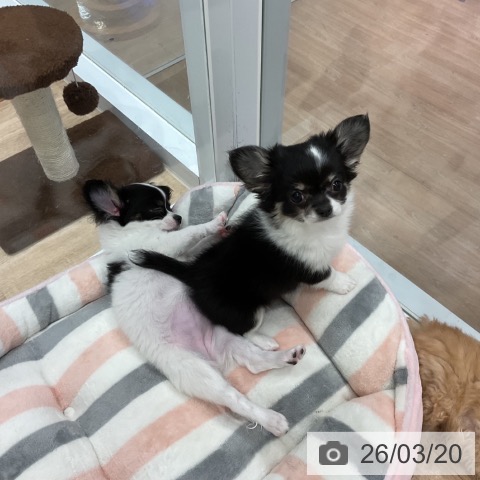 チワワの写真