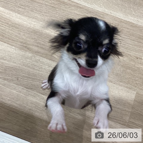 チワワの写真