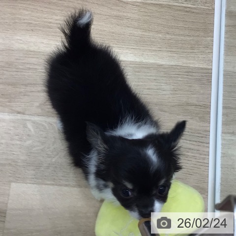 岐阜県のチワワ(ロング) (ペットプラス 各務原店/2025年12月21日生まれ/女の子/ブラックタンホワイト)の子犬の4枚目の画像