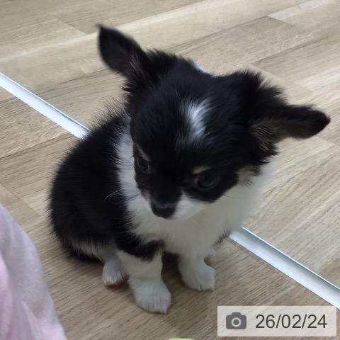 岐阜県のチワワ(ロング) (ペットプラス 各務原店/2025年12月21日生まれ/女の子/ブラックタンホワイト)の子犬の3枚目の画像