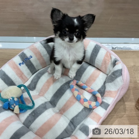 愛知県のチワワ(ロング) (ペットプラス 東浦店/2025年12月21日生まれ/女の子/ブラックタンホワイト)の子犬の3枚目の画像