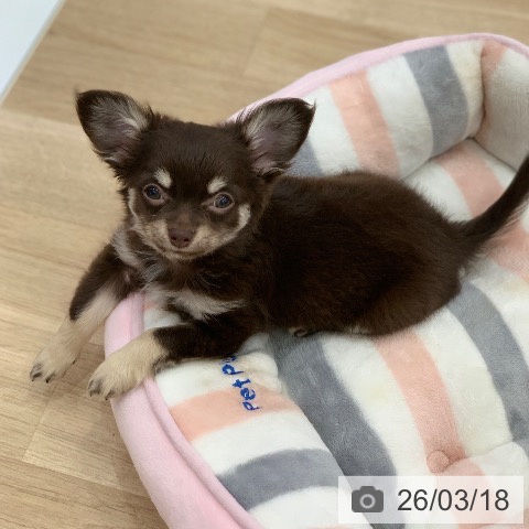 岐阜県のチワワ(ロング) (ペットプラス 光ケ丘店/2025年12月21日生まれ/女の子/チョコレートタンホワイト)の子犬の4枚目の画像