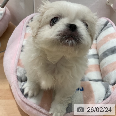 ペキニーズの写真