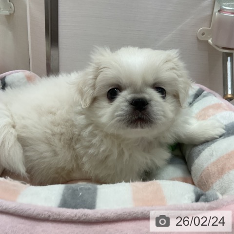 ペキニーズの写真