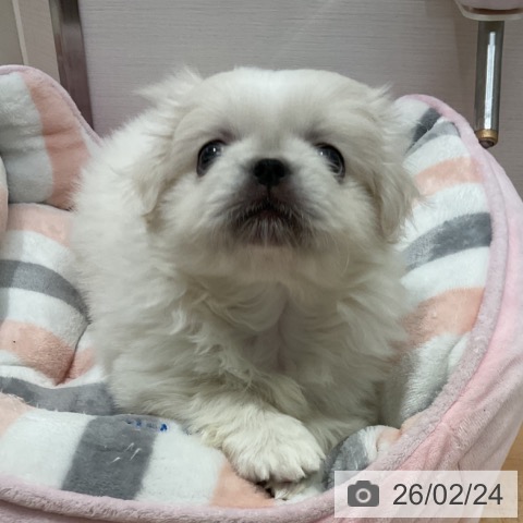 ペキニーズの写真