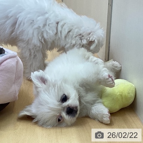 ペキニーズの写真