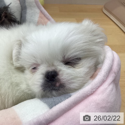 ペキニーズの写真