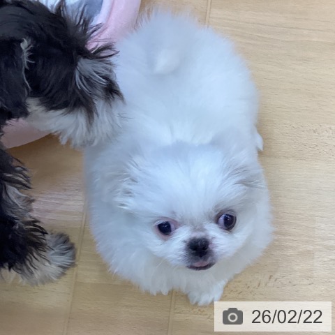 ペキニーズの写真