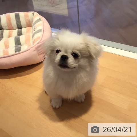 ペキニーズの写真