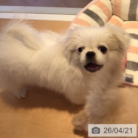 ペキニーズの写真