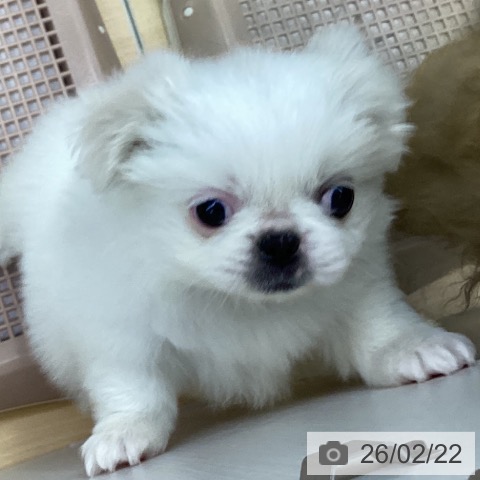 ペキニーズの写真