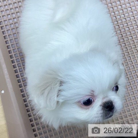 ペキニーズの写真