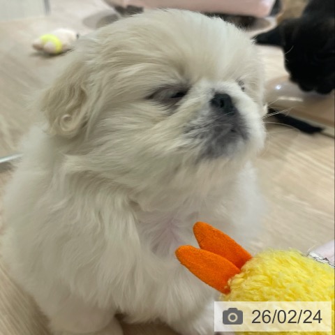 富山県のペキニーズ (ペットプラス 高岡店/2025年12月23日生まれ/女の子/クリーム)の子犬の4枚目の画像