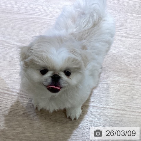 富山県のペキニーズ (ペットプラス 高岡店/2025年12月23日生まれ/女の子/クリーム)の子犬の4枚目の画像