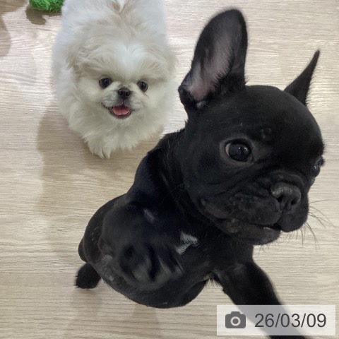 富山県のペキニーズ (ペットプラス 高岡店/2025年12月23日生まれ/女の子/クリーム)の子犬の3枚目の画像