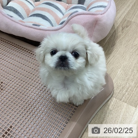 岐阜県のペキニーズ (ペットプラス 各務原店/2025年12月23日生まれ/女の子/クリーム)の子犬の4枚目の画像