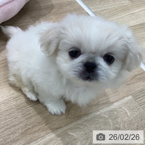 岐阜県のペキニーズ (ペットプラス 各務原店/2025年12月23日生まれ/女の子/クリーム)の子犬の3枚目の画像