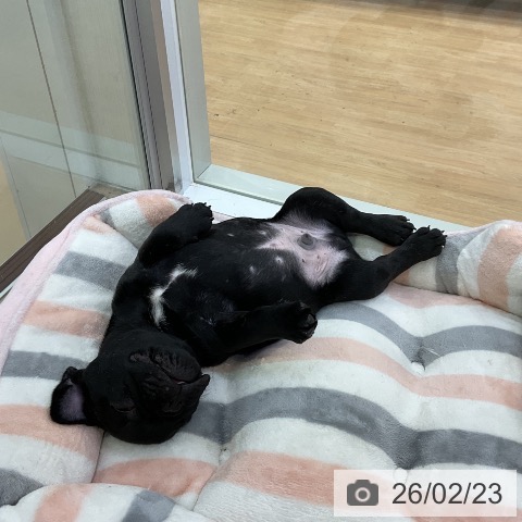 フレンチ・ブルドッグの写真