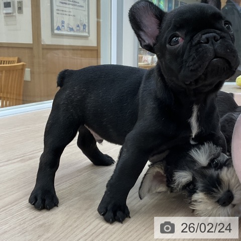 フレンチ・ブルドッグの写真