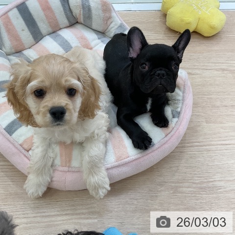 フレンチ・ブルドッグの写真