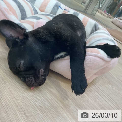 フレンチ・ブルドッグの写真