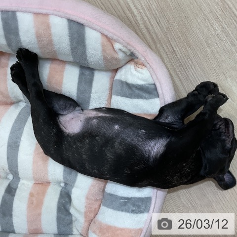 フレンチ・ブルドッグの写真